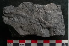 Foto (Detailansicht) von Callipteris sp.  (NHMW-GEO-2024-0188-10919)